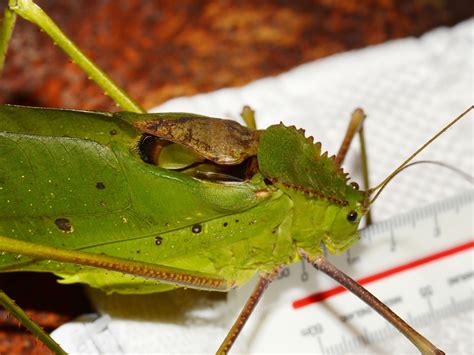 giant malaysian katydid|The Song Of The Katydid